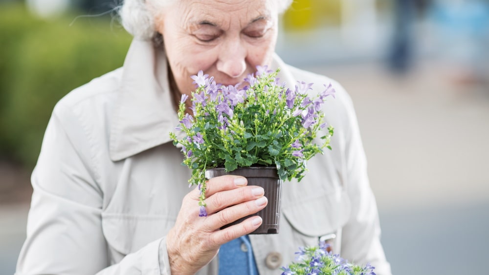 starsza kobieta pachnie kwitnącą rośliną