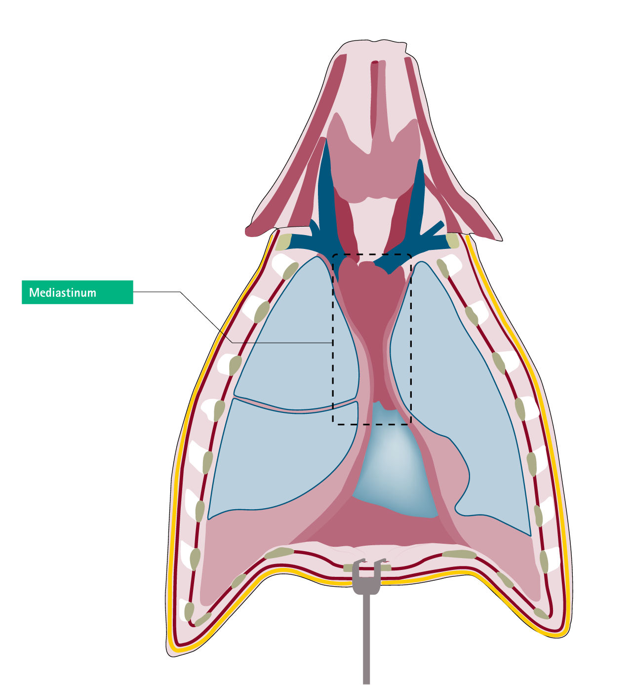 Mediatyna