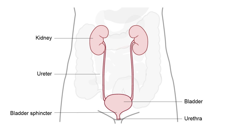 ilustracja urostomii