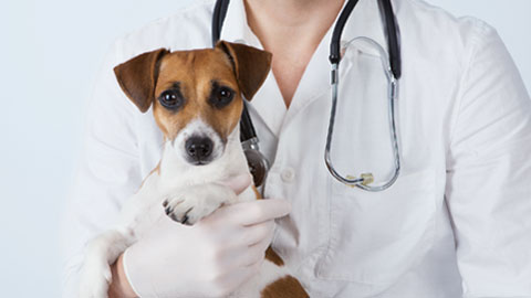 Dog, Veterinarian